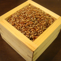古代赤米